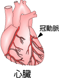 心臓の冠動脈